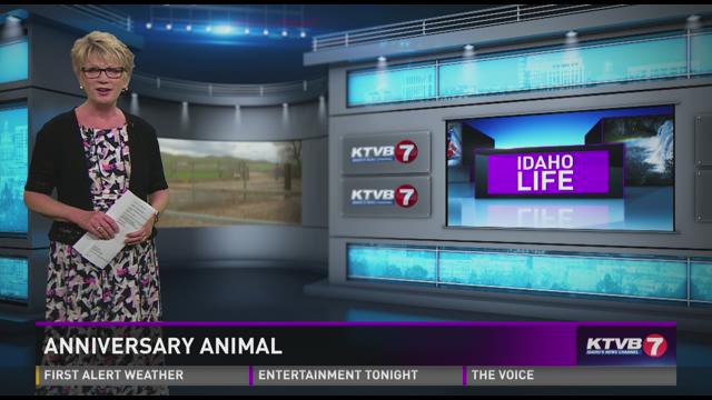 Anniversary animal04-13-2016