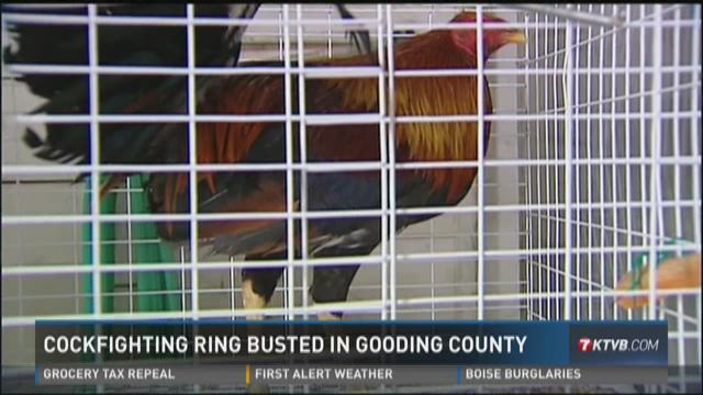 Cockfighting Ring Busted In Gooding County 