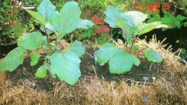 You Can Grow It Straw Bale Gardening Ktvb Com