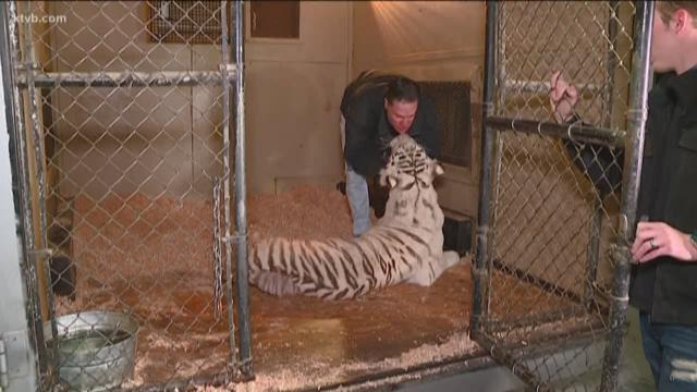 ONLY ON 7: Idaho doctors operate on, save famous Bengal tiger